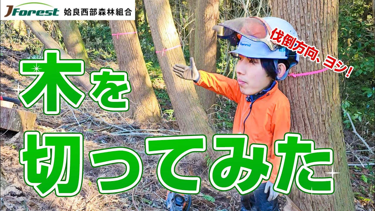 若手の伐採 木の切り方解説します！安全に切る方法や注意点