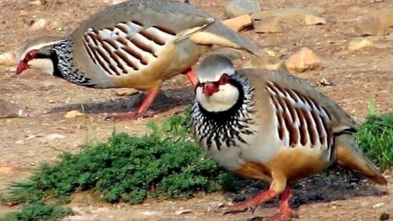 عوسمان حه‌یران بابی عارەب عوسمانی/بێ مۆزیقا