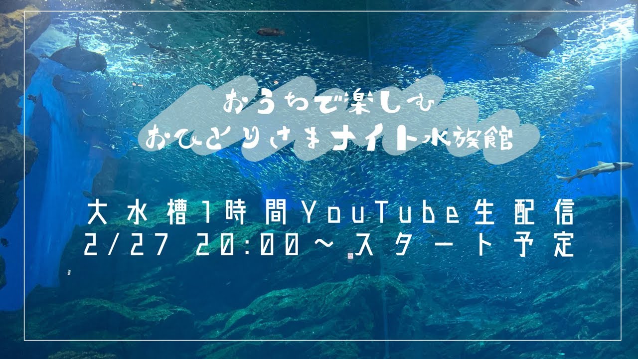 【大水槽ひたすら1時間配信】おうちで楽しむおひとりさまナイト水族館