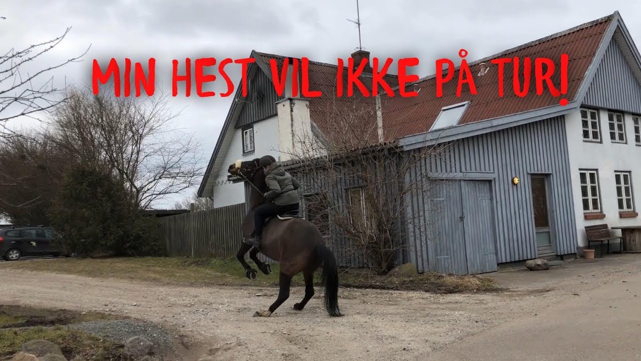 Arkiv 2018 # Når hesten ikke vil på tur alene
