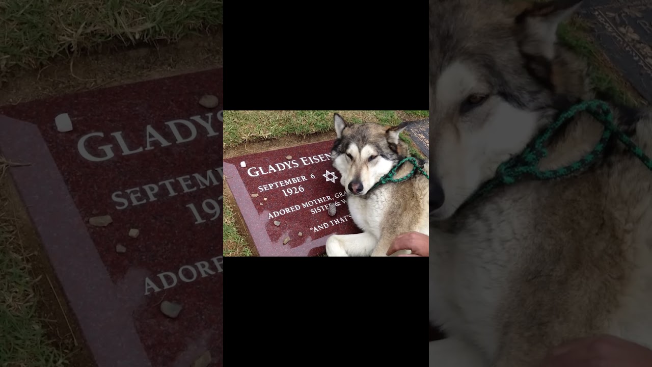 This dog was crying because it&rsquo;s owner died 😞 #emotional #dog
