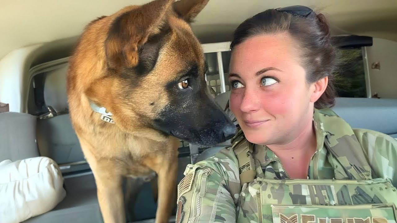 Funny Dog Thinks He's Human 😄 Funny Dog and Human Videos