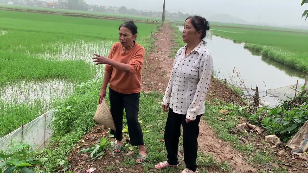 Căng Mụ Hải không có tiền thuê cấy nhưng vẫn đòi chọn người trẻ