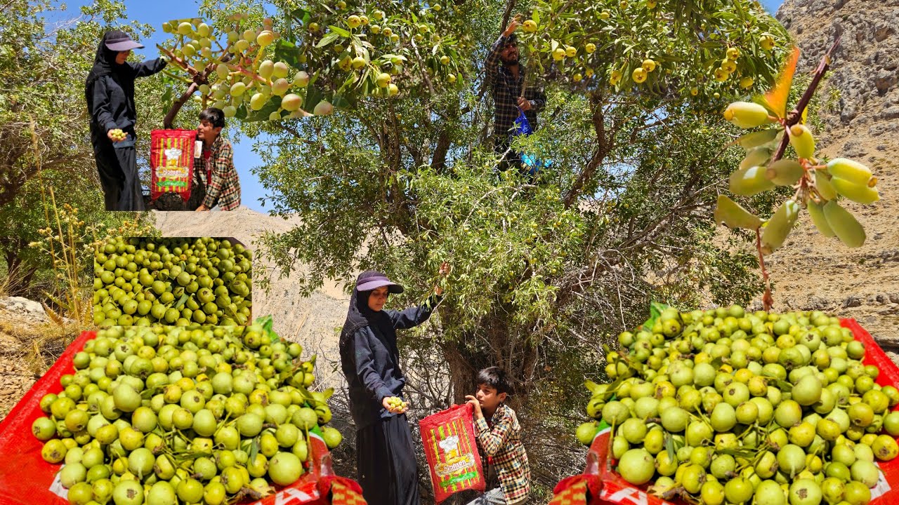 Кочевая жизнь в Иране: сбор диких груш кочевниками 🍐 | Кочевой образ жизни и древние рецепты 🔥