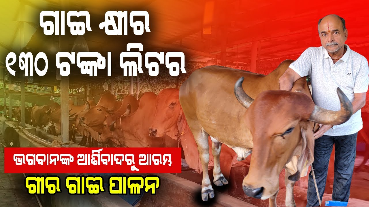 ୧୩୦ ଟଙ୍କା ଲିଟର ଗାଈ କ୍ଷୀର , ଓଡ଼ିଶାରେ ଗୀର ଗାଈ ପାଳନ ( Start Gir cow farming in Odisha ).