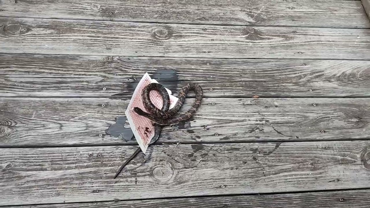 Snake in a glue trap.  How to release animals from glue traps.