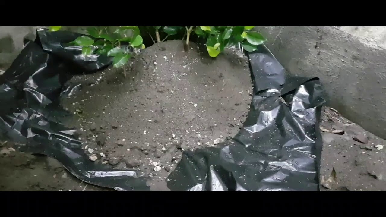Técnica de Esquejes de ficus benjamina
