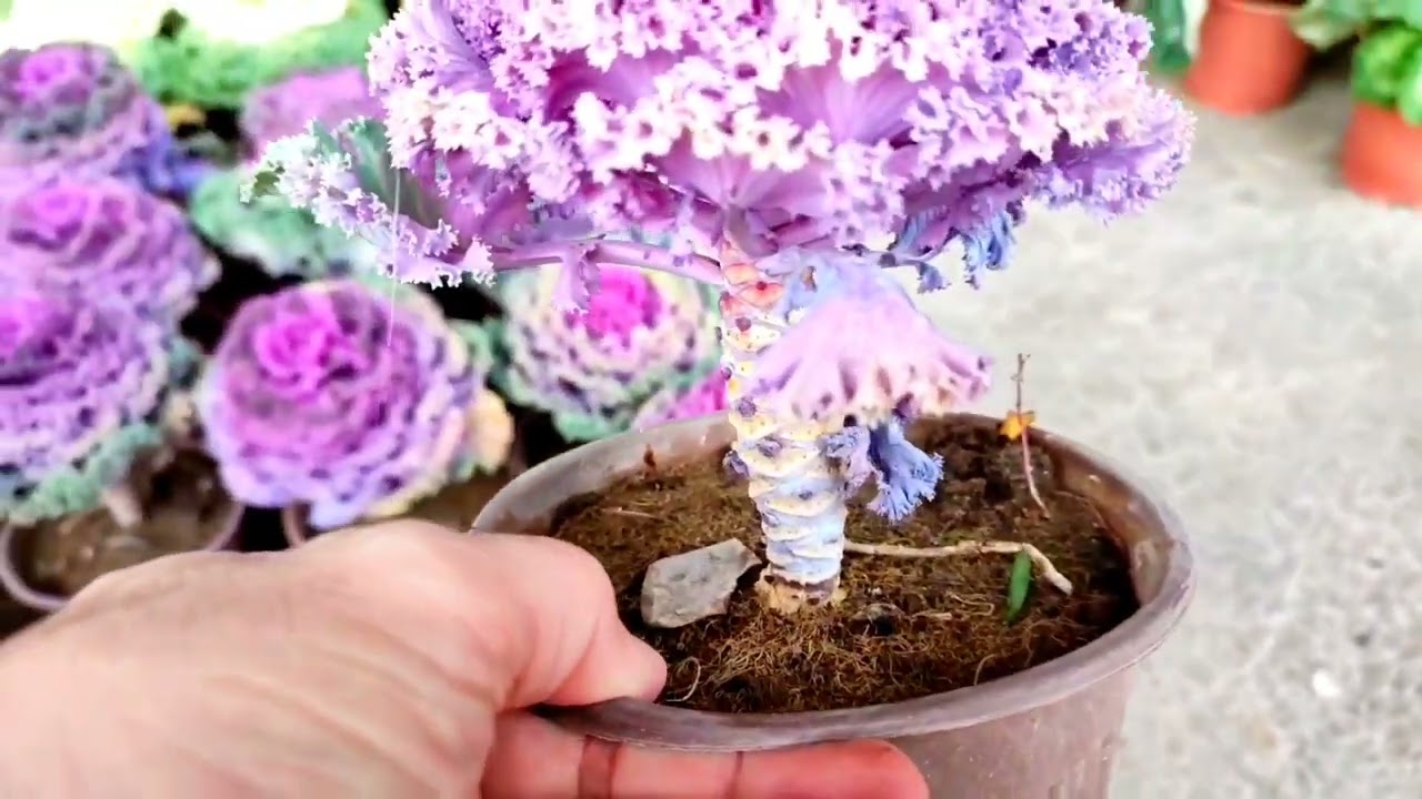 Ornamental cabbage Brassica oleracea All in this video