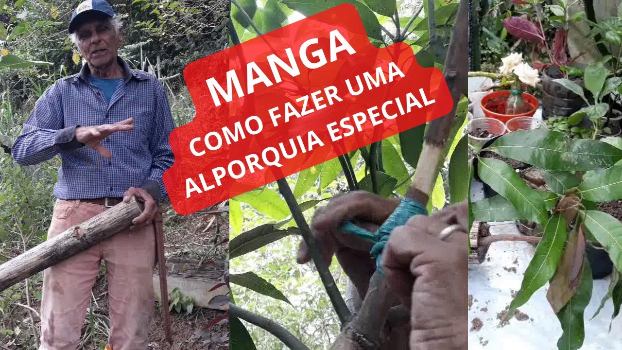 Como fazer uma alporquia especial no pé de Manga