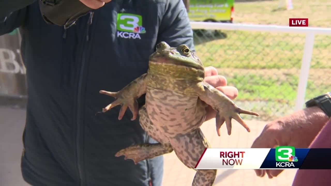 Here's a look at the frog jumping in Angels Camp this weekend