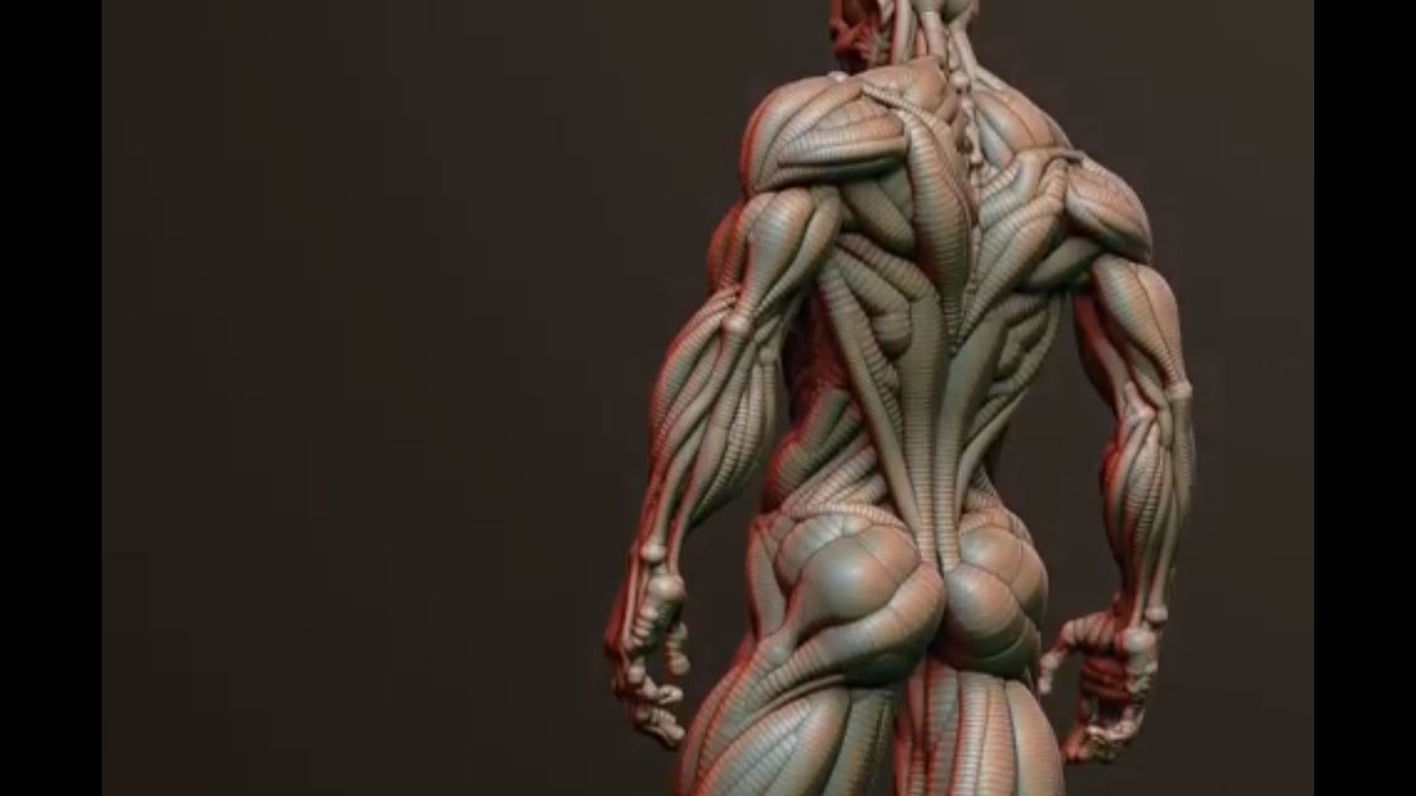 Zbrush 3.5 Zsketch_anatomy