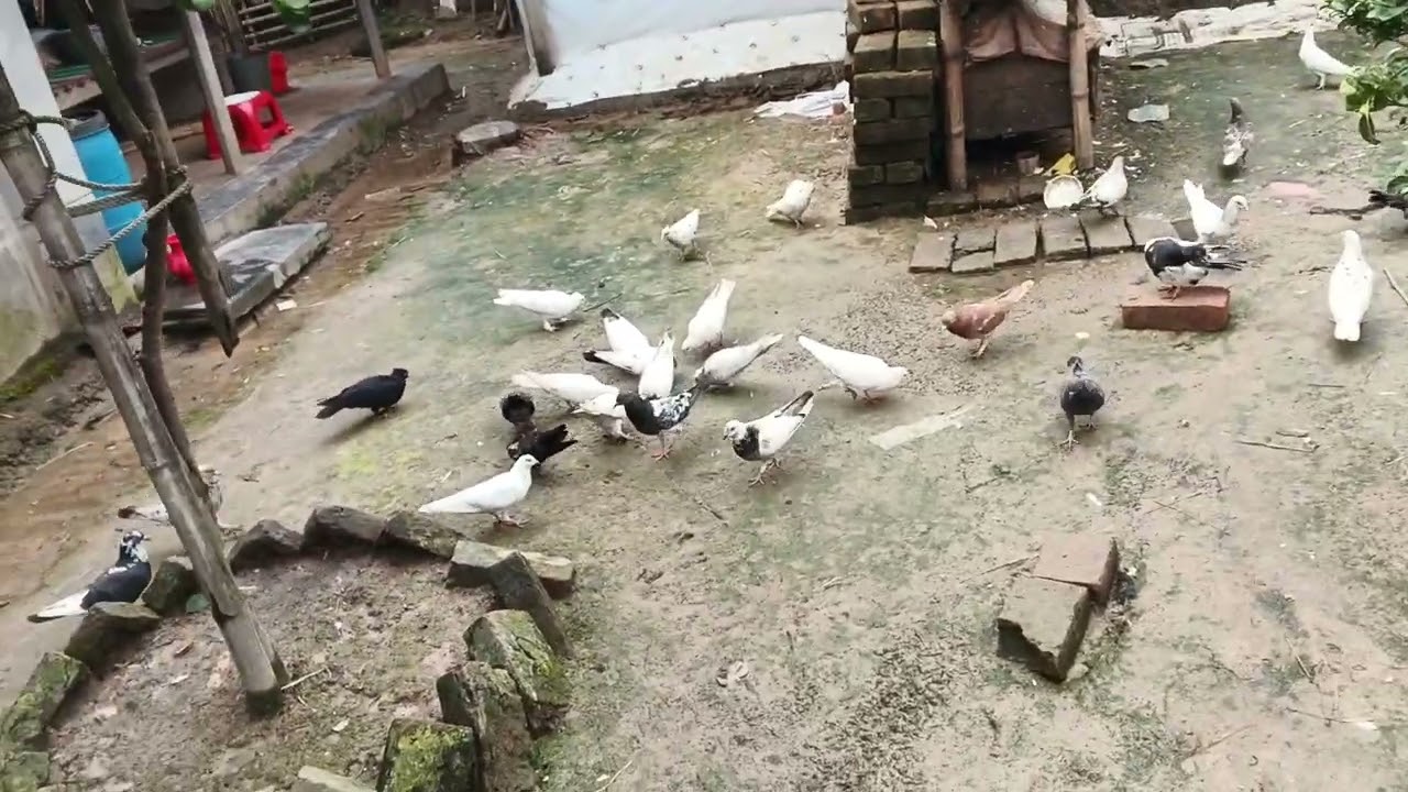 Matir dotolay 100 besi kobutor palon,sob Rajshahi giribaj 