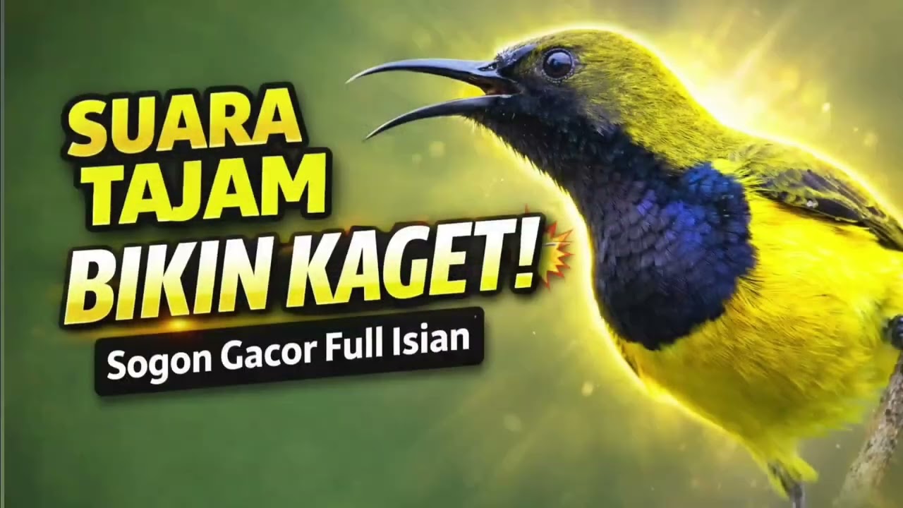 Suara sogon paling gacor bikin sogon lain full isian