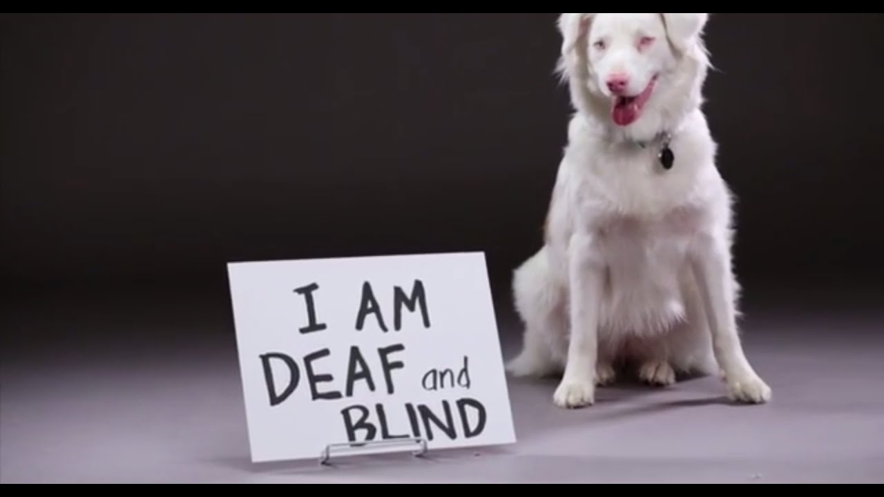Why the World Needs Family Dog Rescue