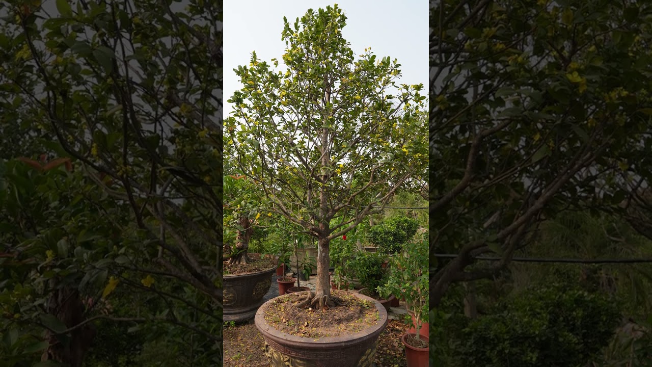 C&acirc;y mai tứ qu&yacute; 100 củ #shorts