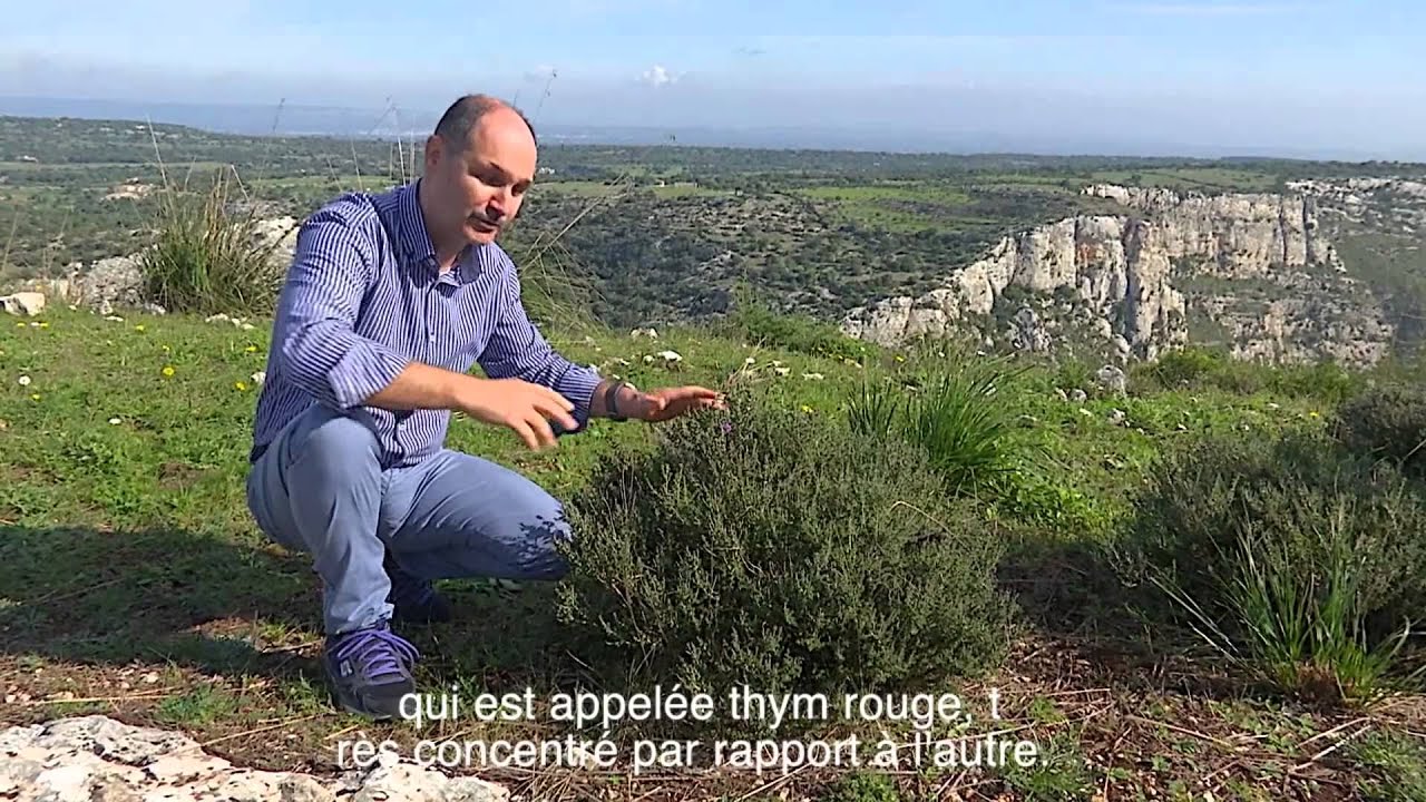 Progetto Eolorodoc - ditta Sangregorio - 03   la macchia mediterranea