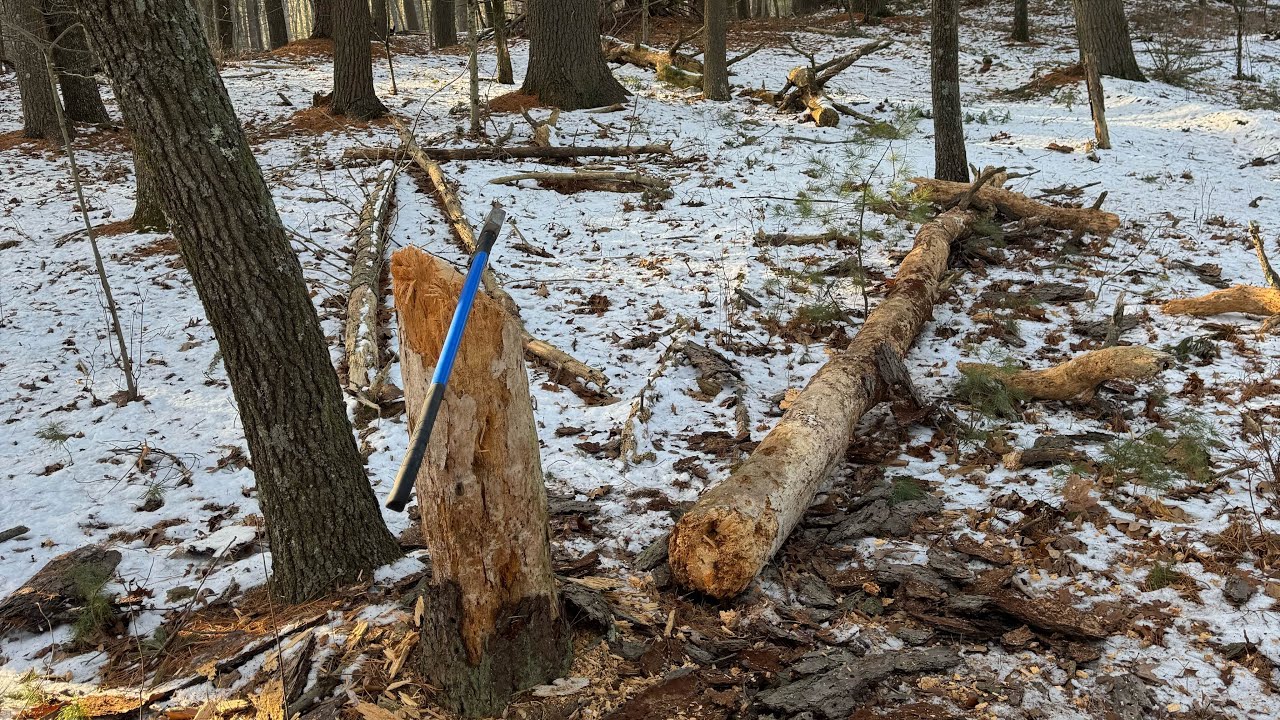 10 Minutes Of Tree Chopping ( Raw Training )