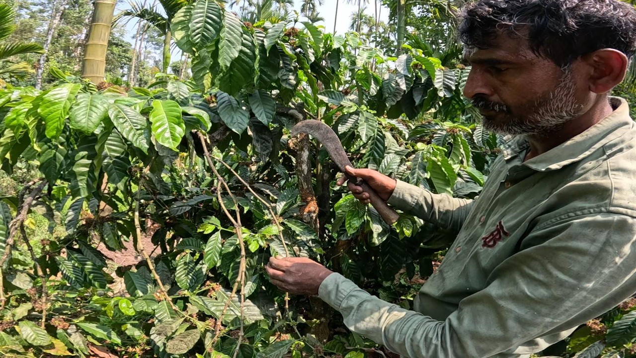 WE EXPLAIN STEP BY STEP HOW TO PROPERLY PRUNE ROBUSTA PLANTS TO IMPROVE YIELD