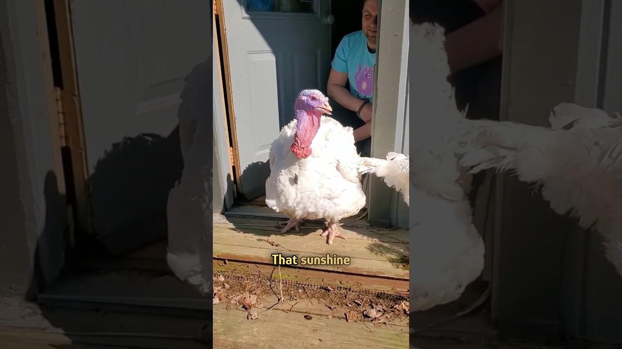 Turkey sees the sun for the first time