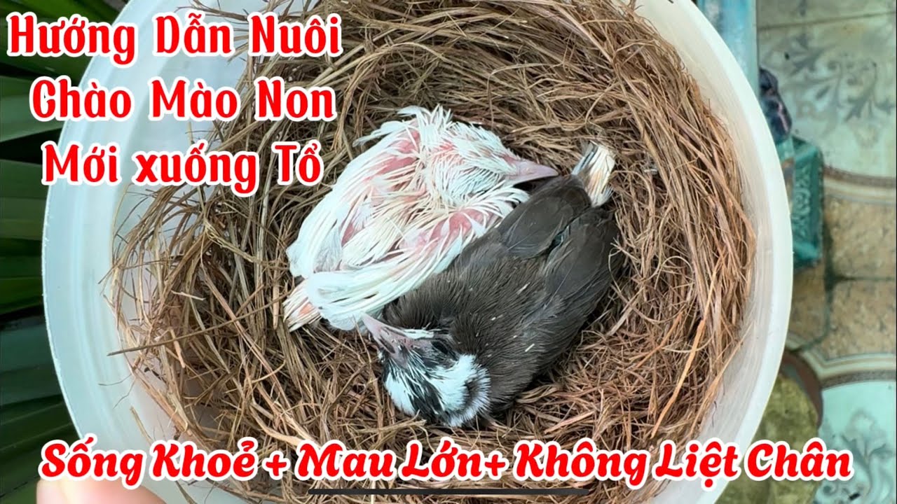 Hướng Dẫn Nuôi “Chào Mào Non” Mới Xuống Tổ Đơn Giản, Nhanh Lớn Khoẻ Mạnh, Không Liệt Chân