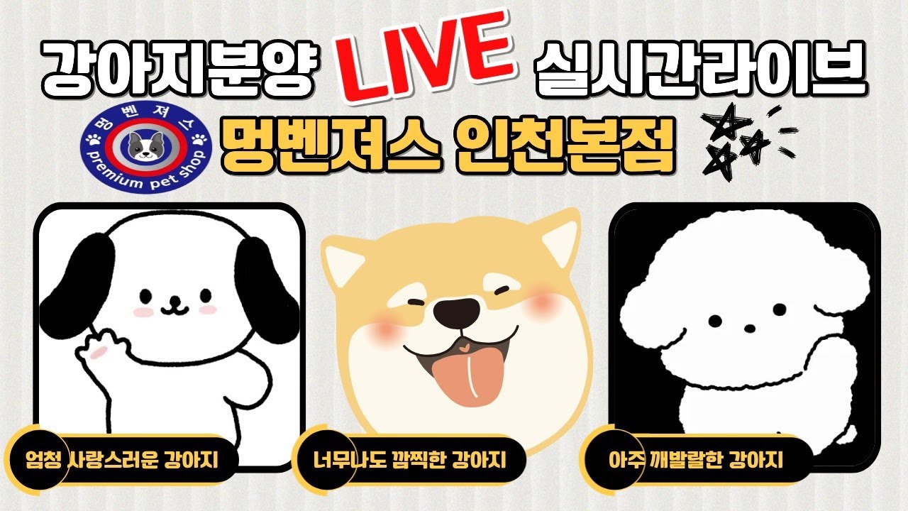 강아지분양 🐶멍벤져스 신입생보러오세용💕 #강아지분양 #애견분양 #애완견 #라이브 #추천 #멍벤져스