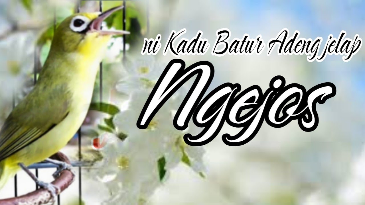Kecial kuning ngejos bikin emosi dan rajin jos