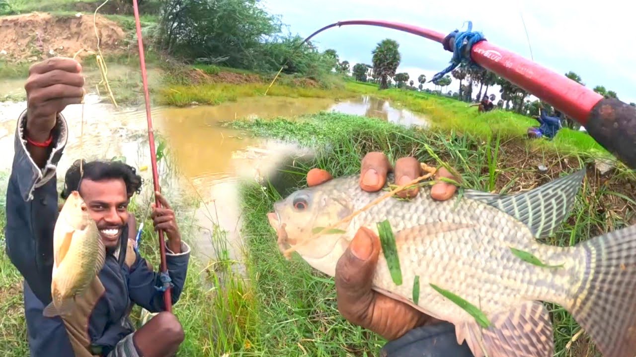 ஆத்தாடி..! 😱 எல்லாமே பெரிய பெரிய ஜிலேபி மீனுங்கோ..! Thoondil Fishing #fishing 