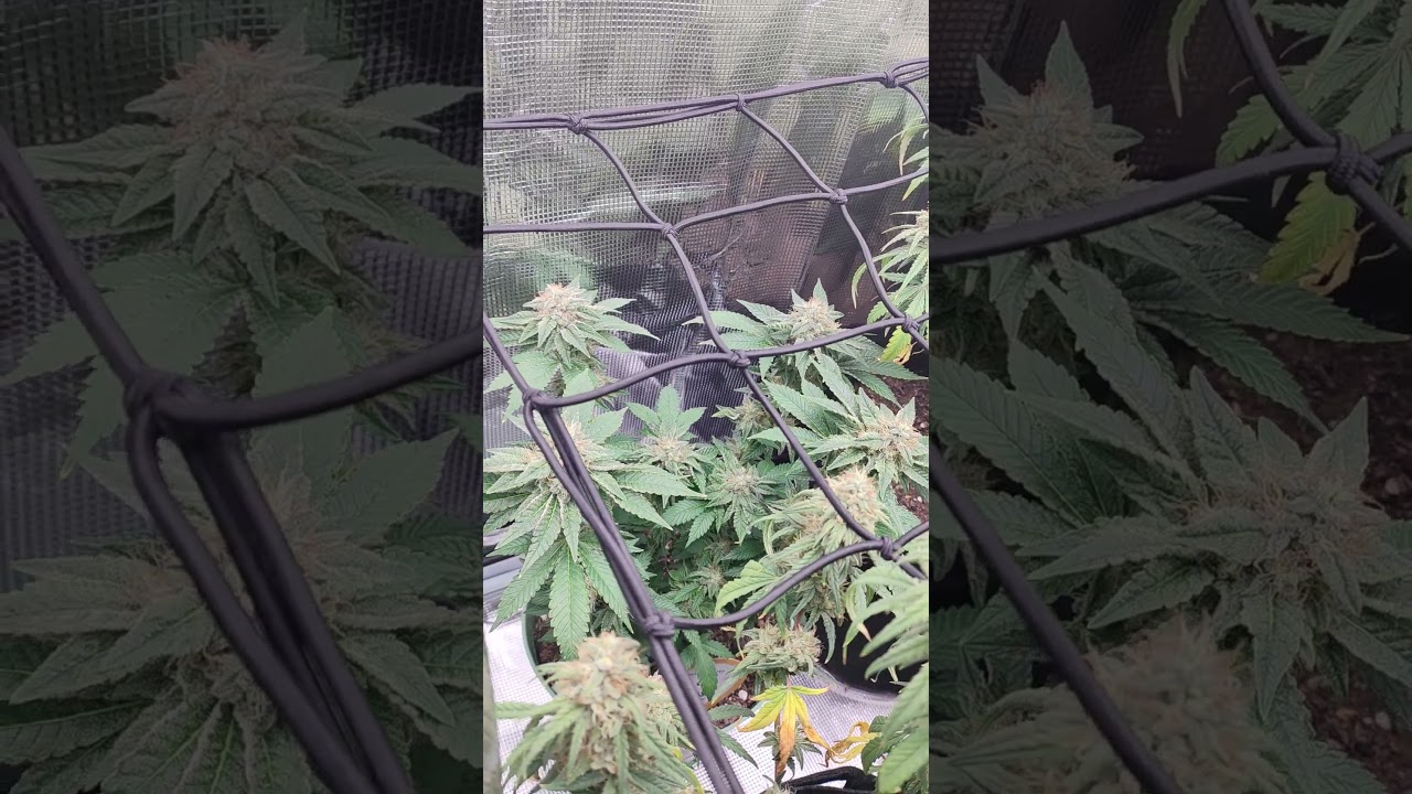 week 8 of flower in the 2x2 tent with seedsman critical purple kush and white widow