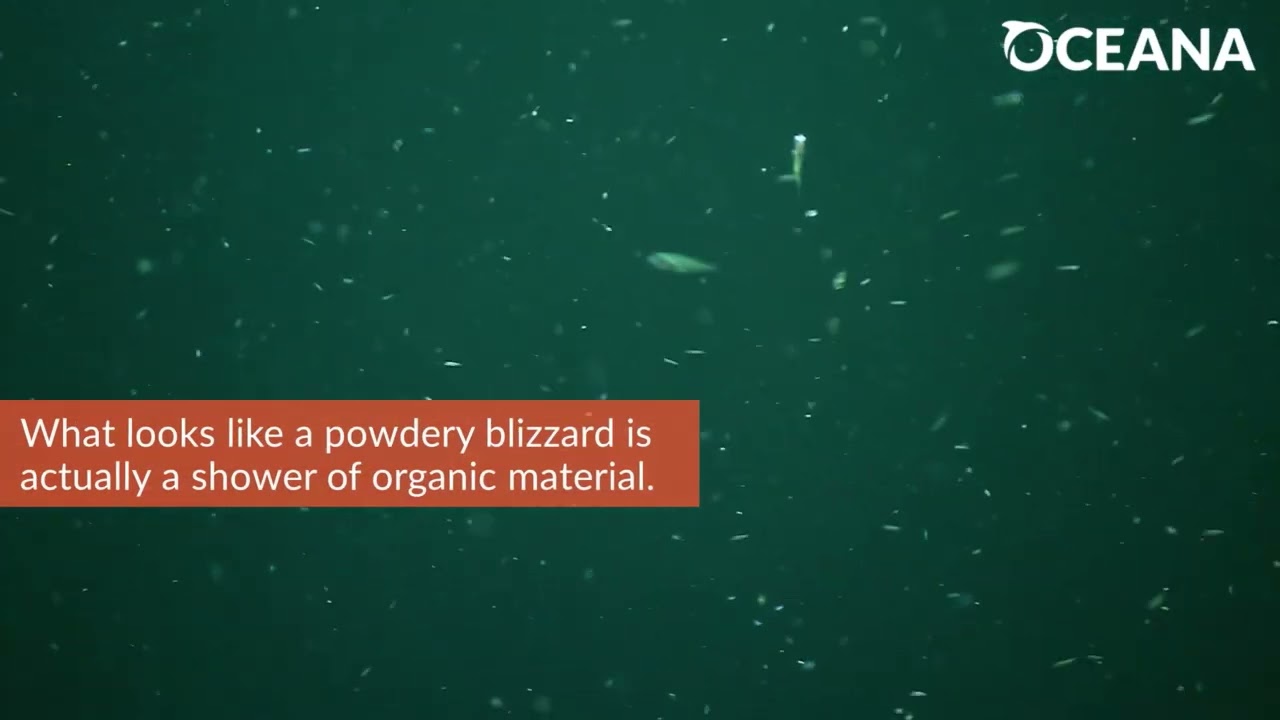 MARINE SNOW: A flurry of organic matter | Oceana