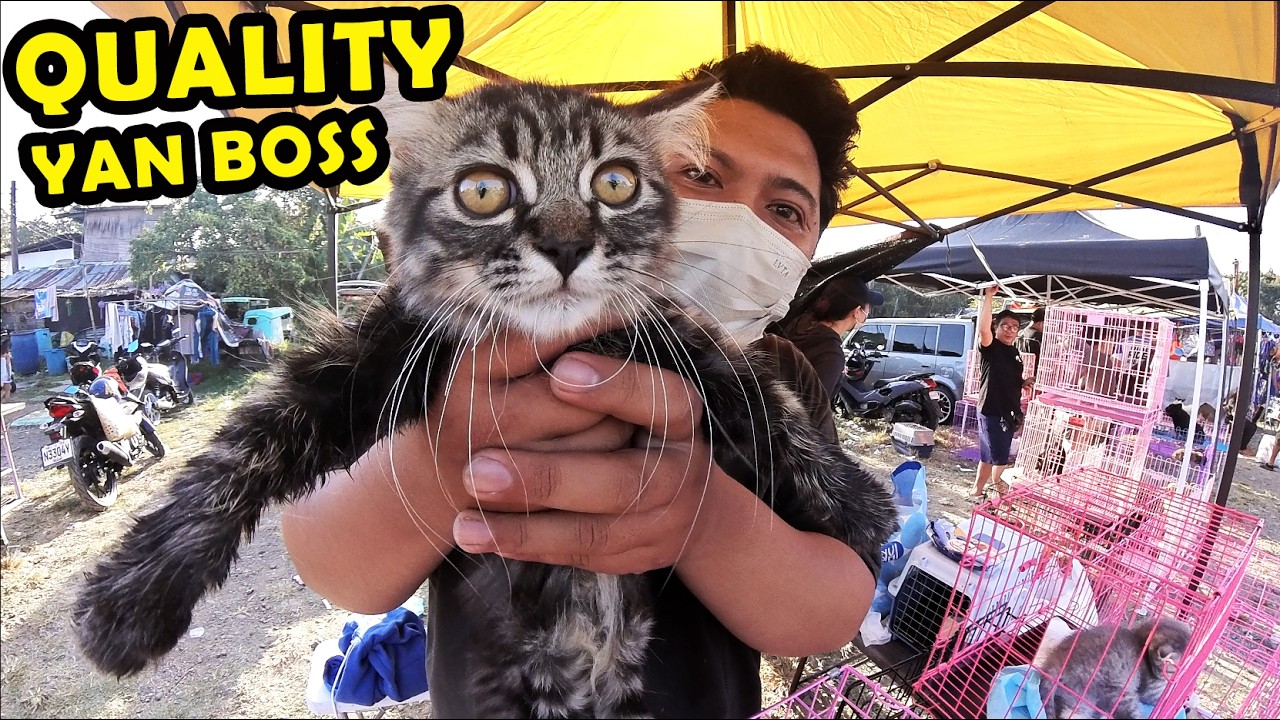 BOCAUE PET TIANGGE MAR 6, 2026