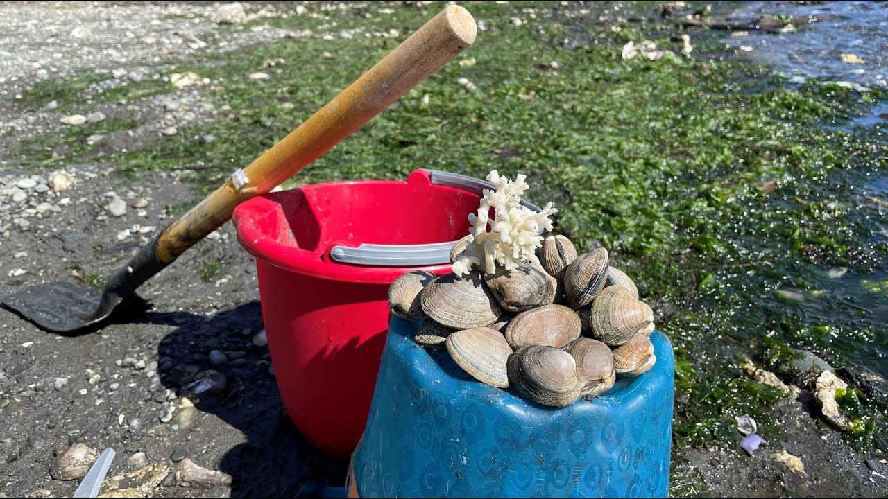 Clam digging at WA beach