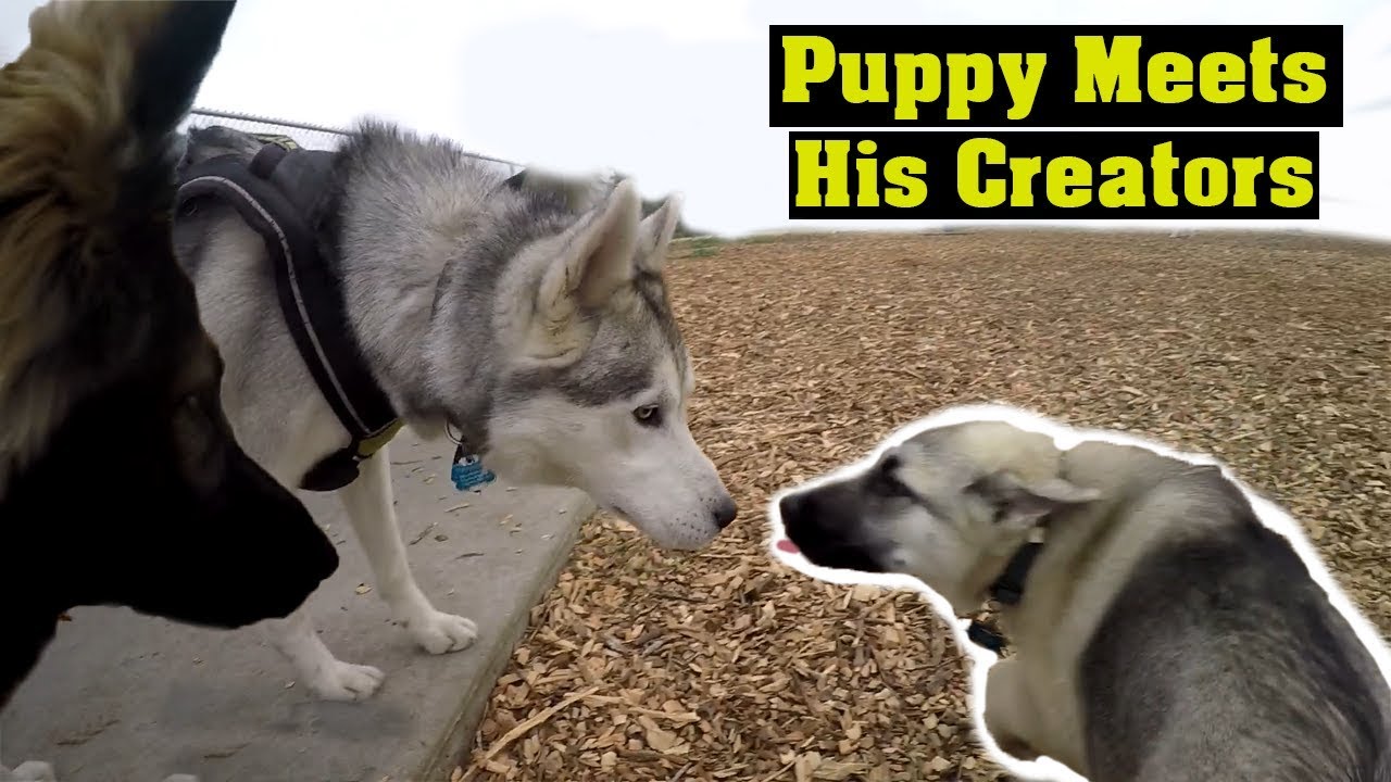 THIS IS WHAT YOU GET WHEN YOU BREED A GERMAN SHEPHERD WITH HUSKY