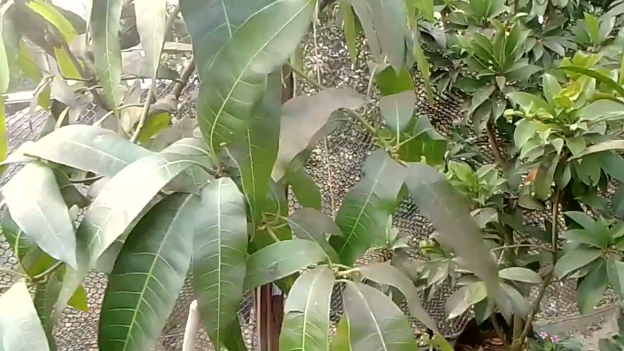 মুকুল আসতে শুরু করলে কেমন পরিচর্যা আম গাছের?