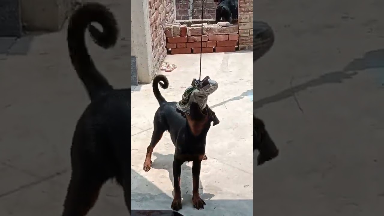 @chiragsingh7134 @THEROTT @Rottweilerlife