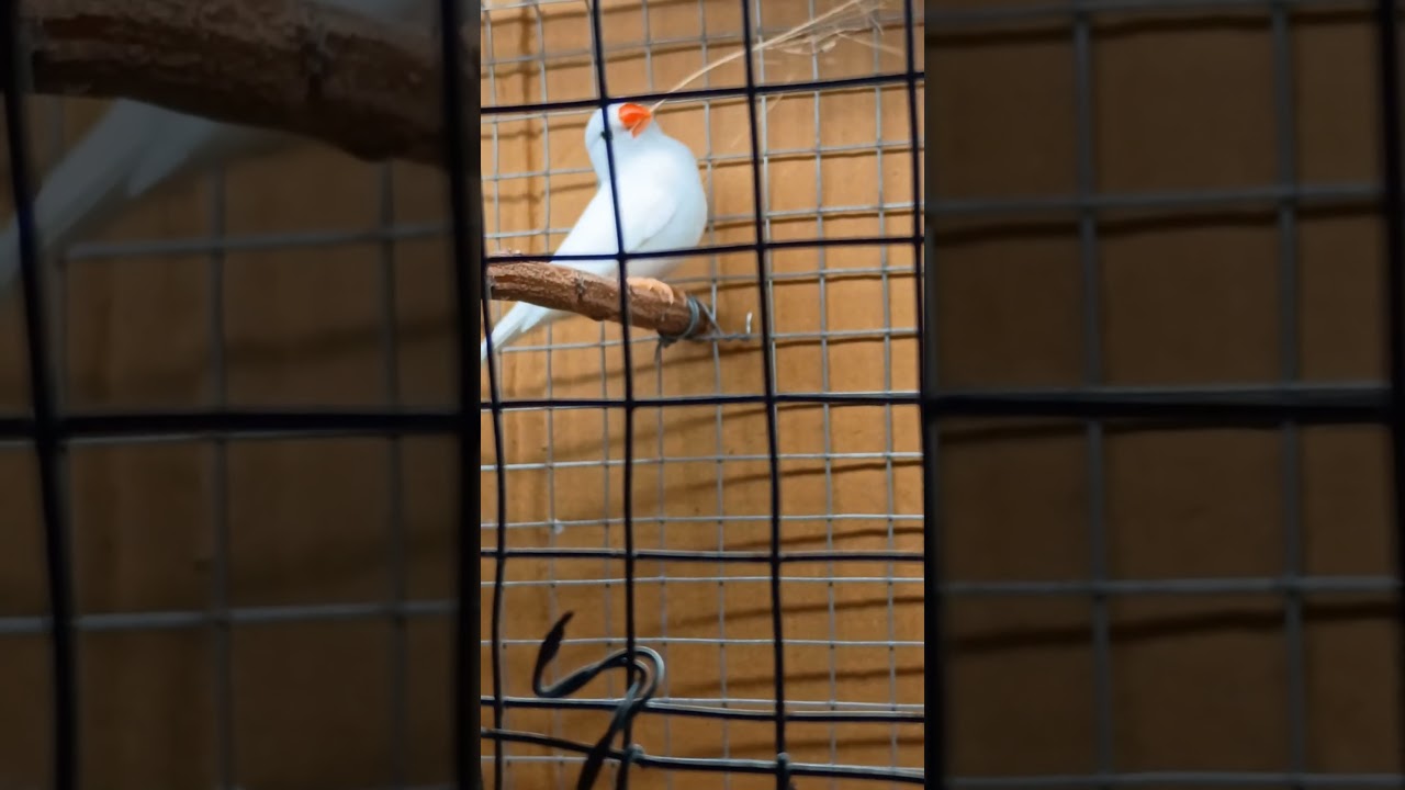 zebra finch nesting material collecting moment. #finch #birds #parrot