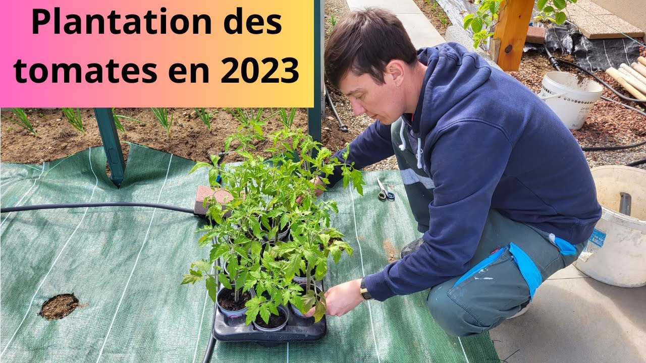 Plantation des tomates en 2023