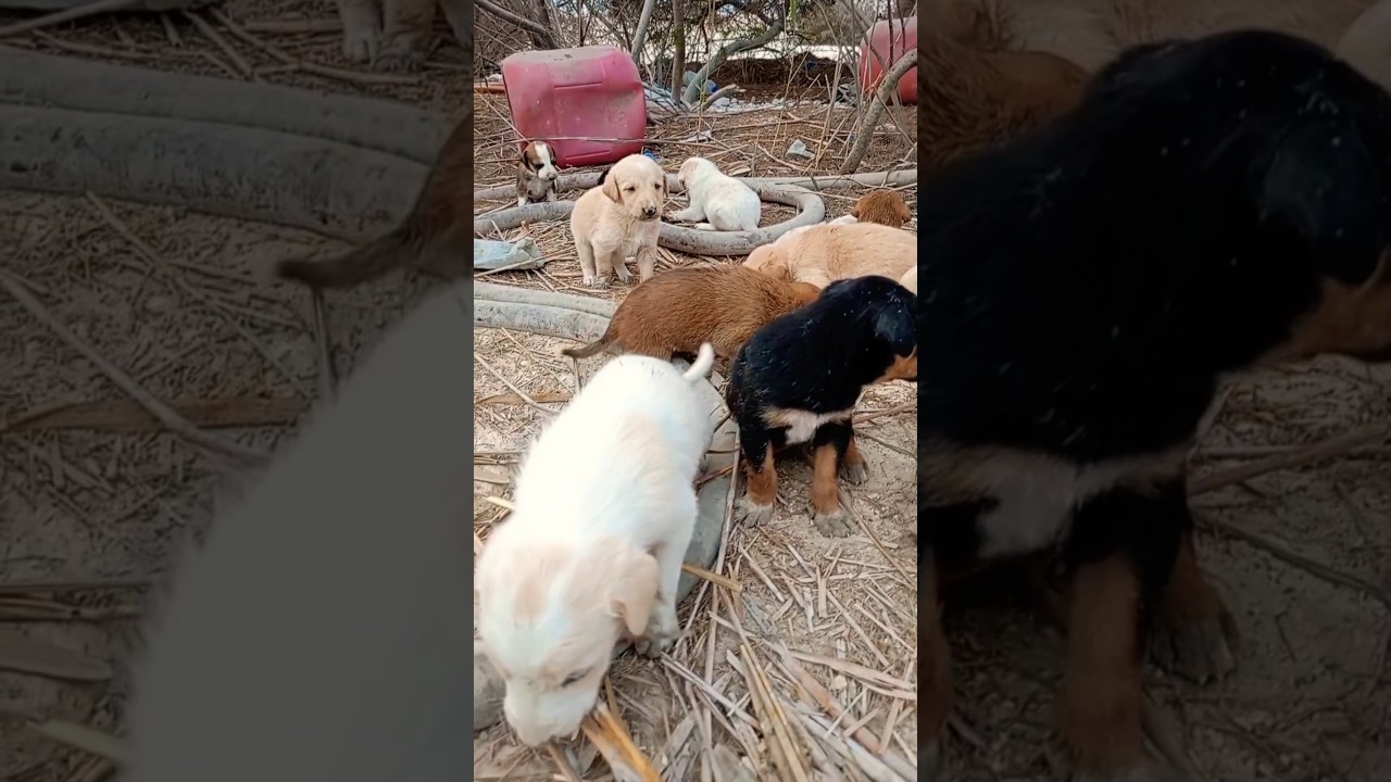 💔 Dramatic Rescue: Motherless Puppies Crying Loud for Help in the Jungle 😭🐶 #shorts