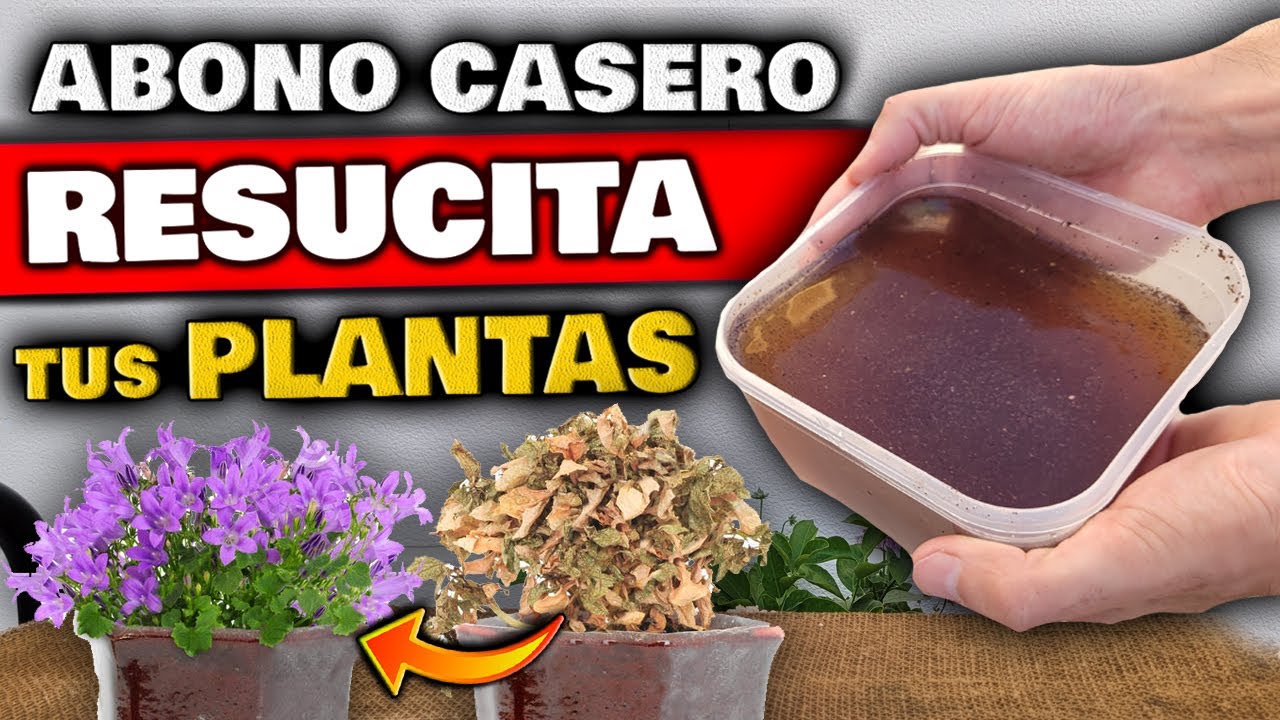 REVIVE PLANTAS ENFERMAS o SECAS !! Aplica ESTO para CURAR tu PLANTA | Fertilizante Casero Natural