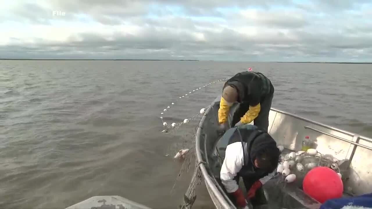 Yukon River Chinook salmon face steep decline amid disease surge and environmental challenges