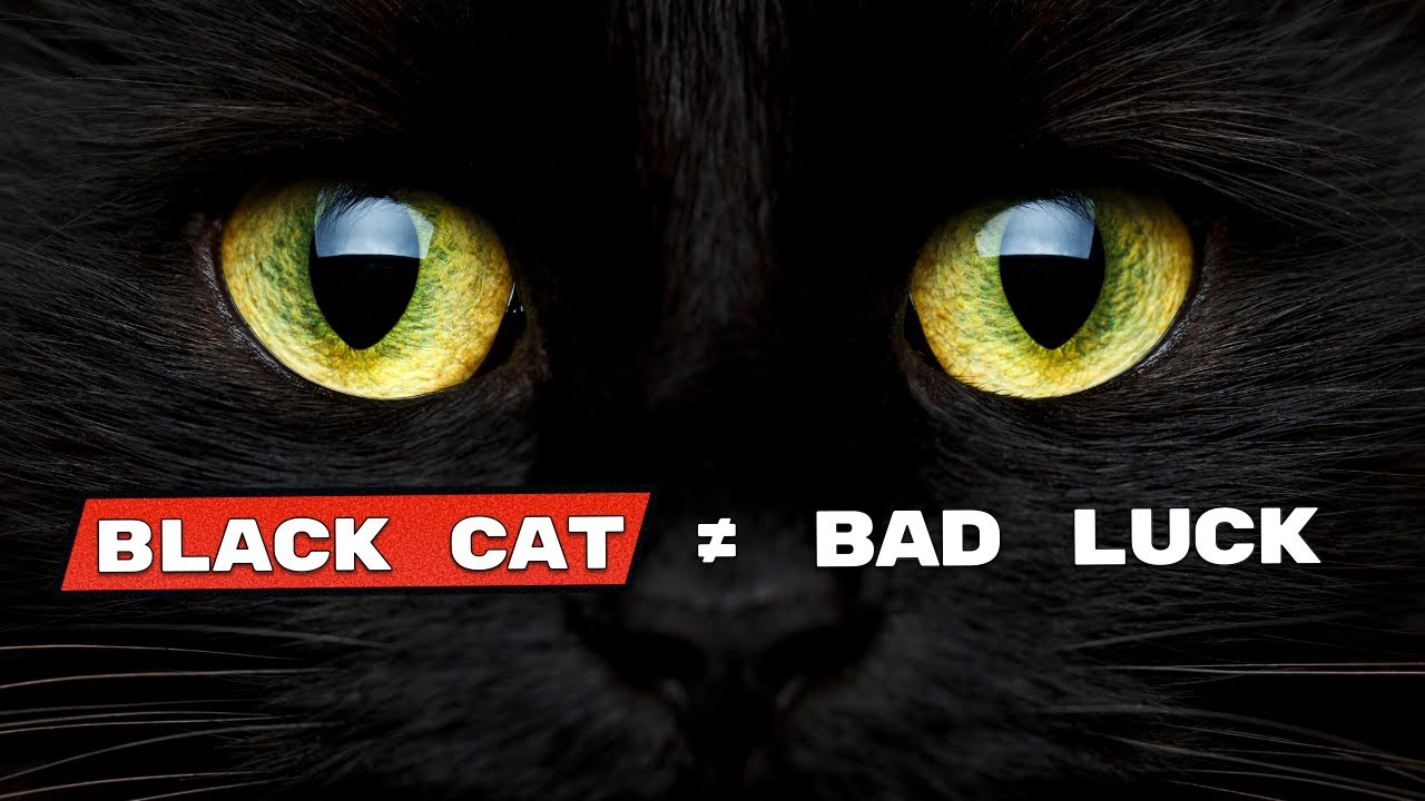 Before You Say “Black Cats Are Bad Luck”… Watch These 15 Facts
