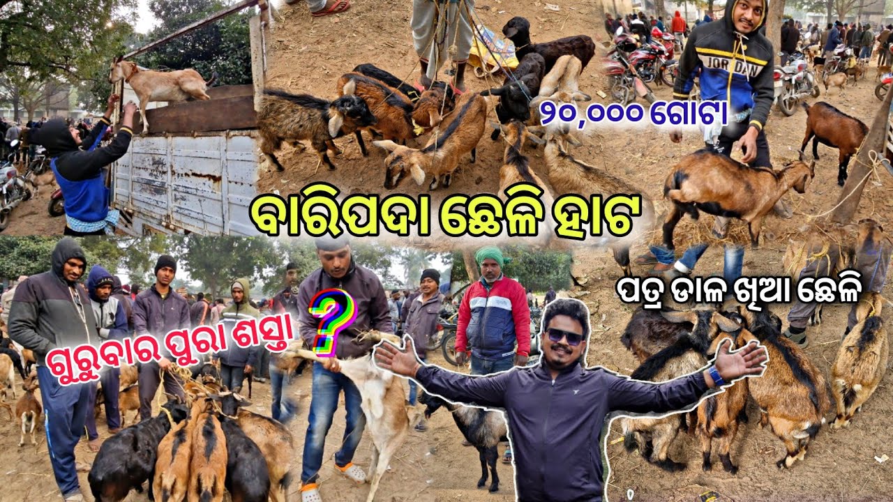 ମୟୁରଭଞ୍ଜର ସବୁଠୁ ବଡ଼ ଛେଳି ହାଟ 😁 Takatpur ଛେଳି ହାଟ / Biggest Goat Market In Odisha  /@bhukkadboyz