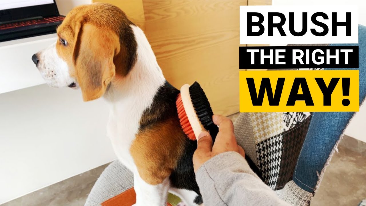 How to Brush your Beagle's Coat (Beagle Grooming Part 2)