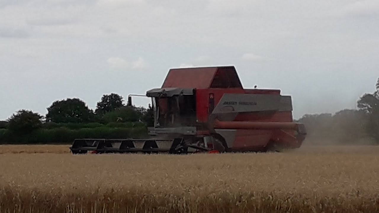 Winter Wheat Harvest | Massey Ferguson Cerea 7274 In Action