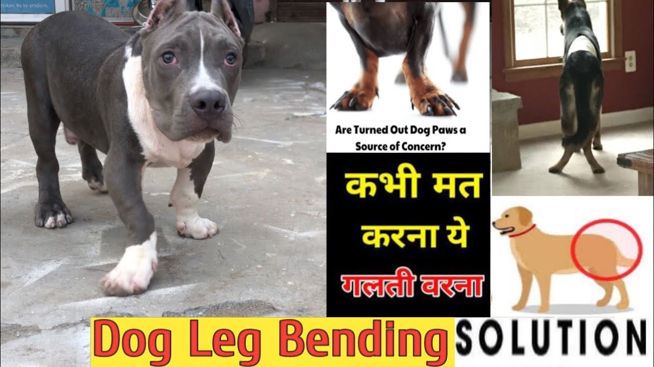 Solve 100% - Dog Legs Bend and Back Problem