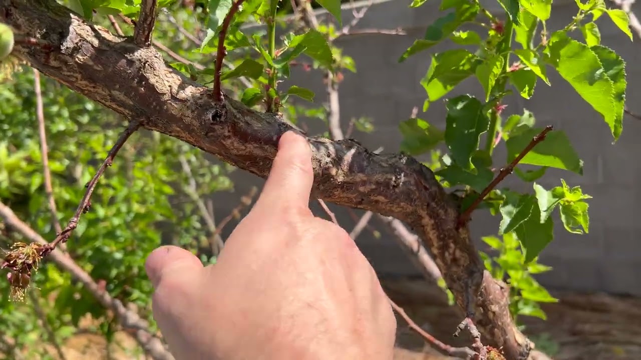 Growing Apricots Mesa, AZ Zone 10a
