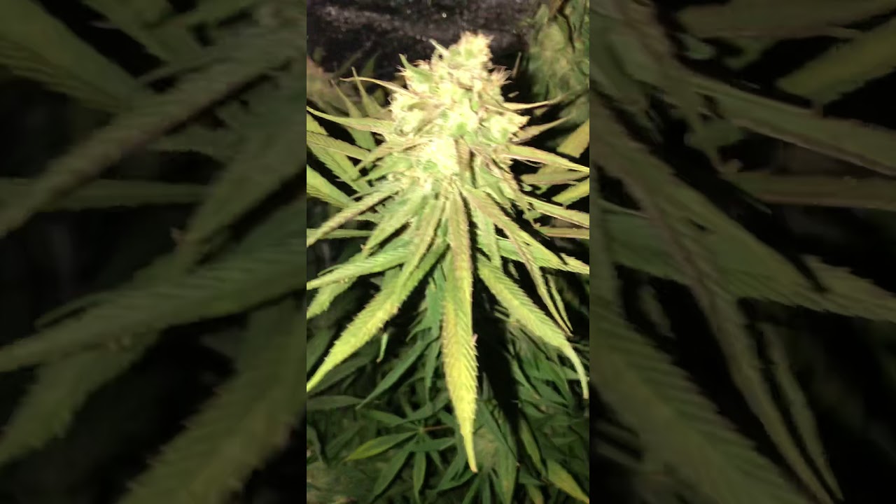 Miracle Grown Cannabis Plant
