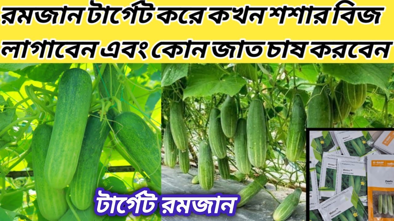রমজান টার্গেট করে কখন শসা চাষ করবেন শসার জাত পরিচিতি শসা চাষ পদ্ধতি
