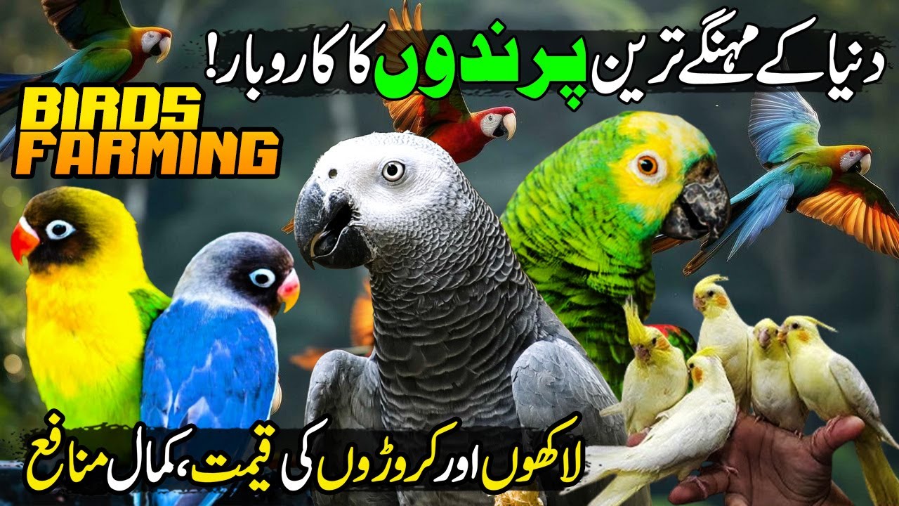 Unique Birds Farming | Most Luxury Parrots, Pigeons, Sparrows | Kissan Ka Pakistan | Discover PK