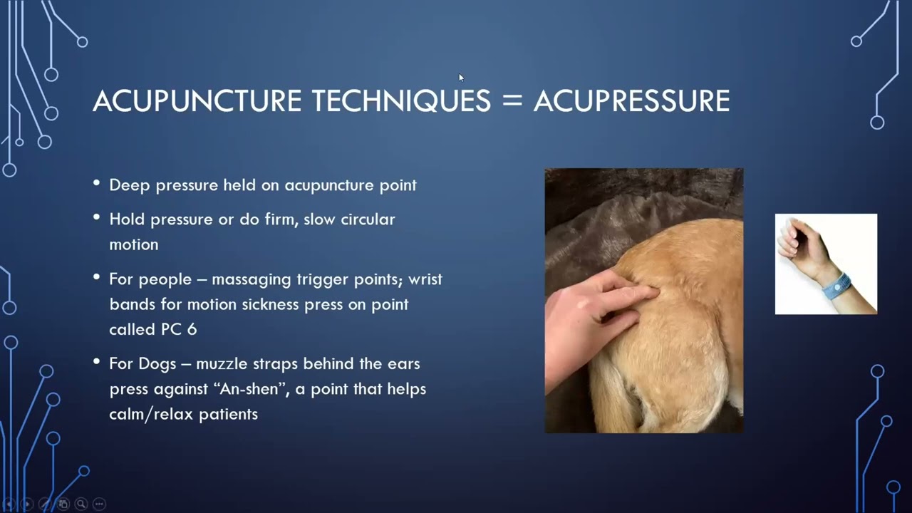 Introduction to companion animal acupuncture