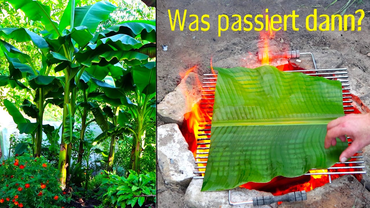 Im Garten mit Bananenblatt kochen über Feuer kochen